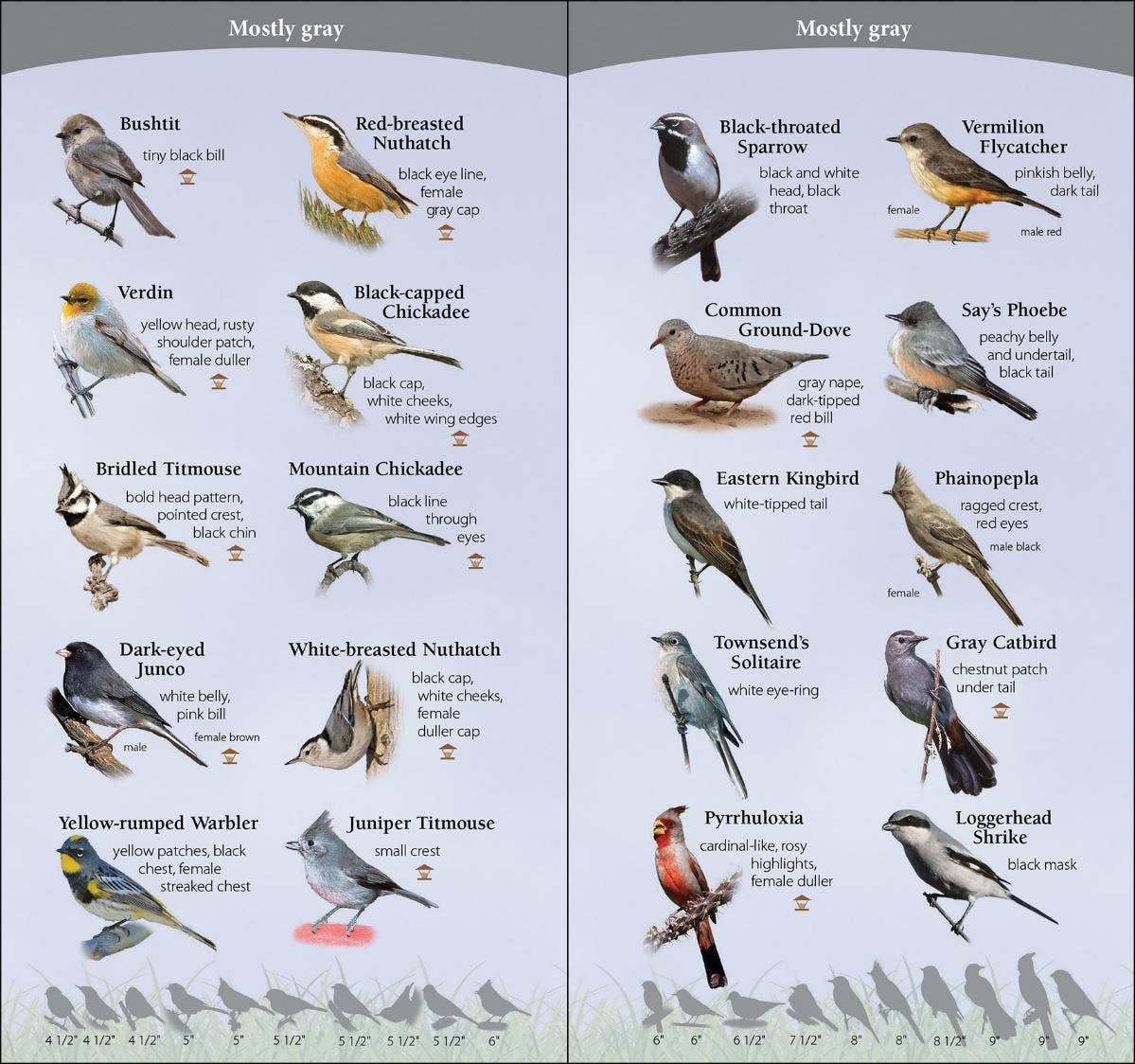 Birds of Southwest Quick Guide