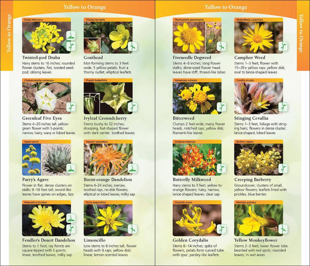 Wildflowers of Arizona and New Mexico Quick Guide