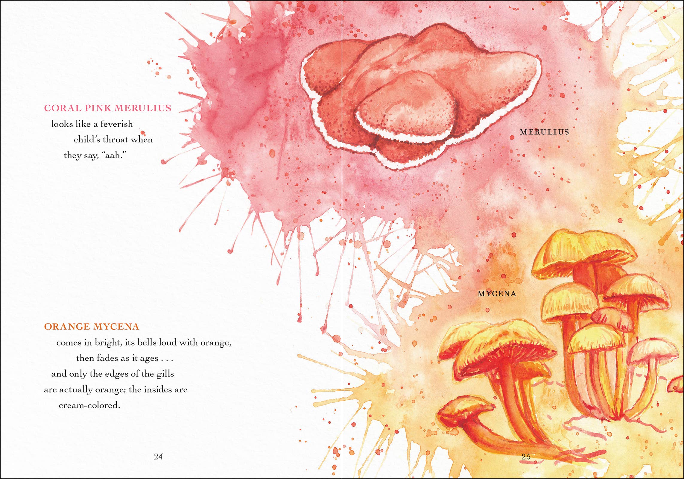 Wonder of Mushrooms