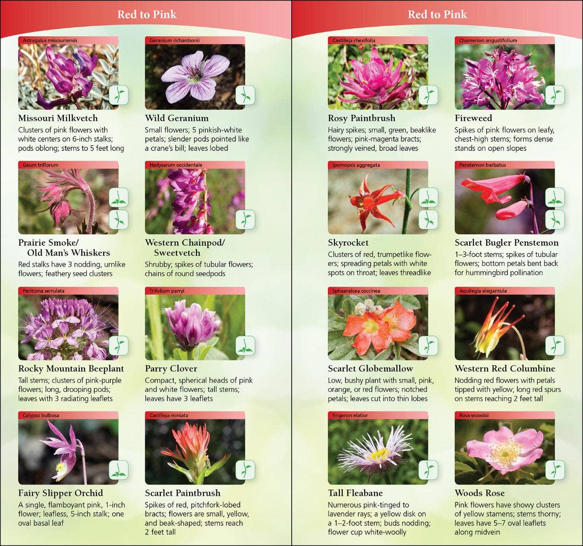 Wildflowers of Texas Quick Guide