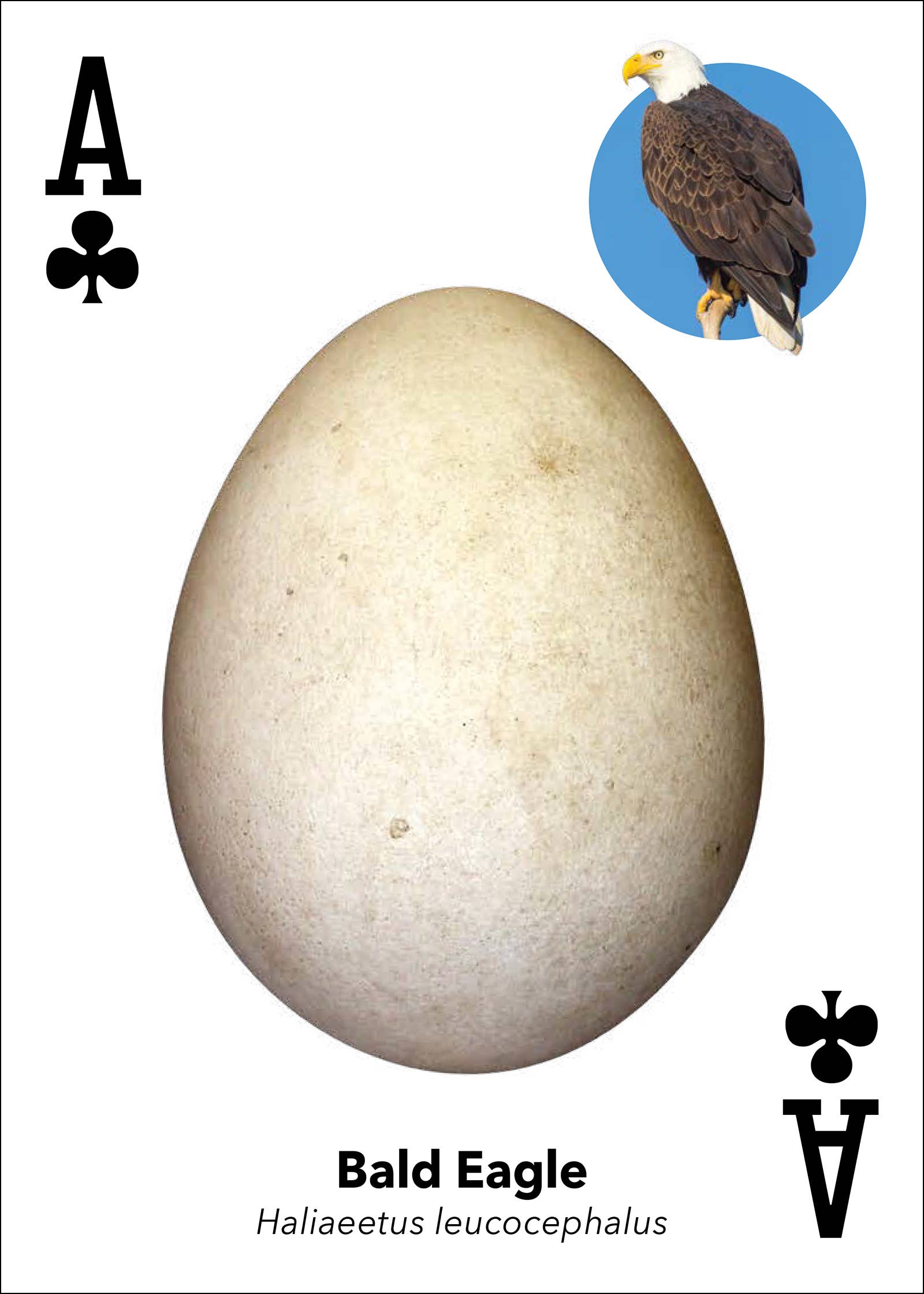 Bird Eggs Playing Cards