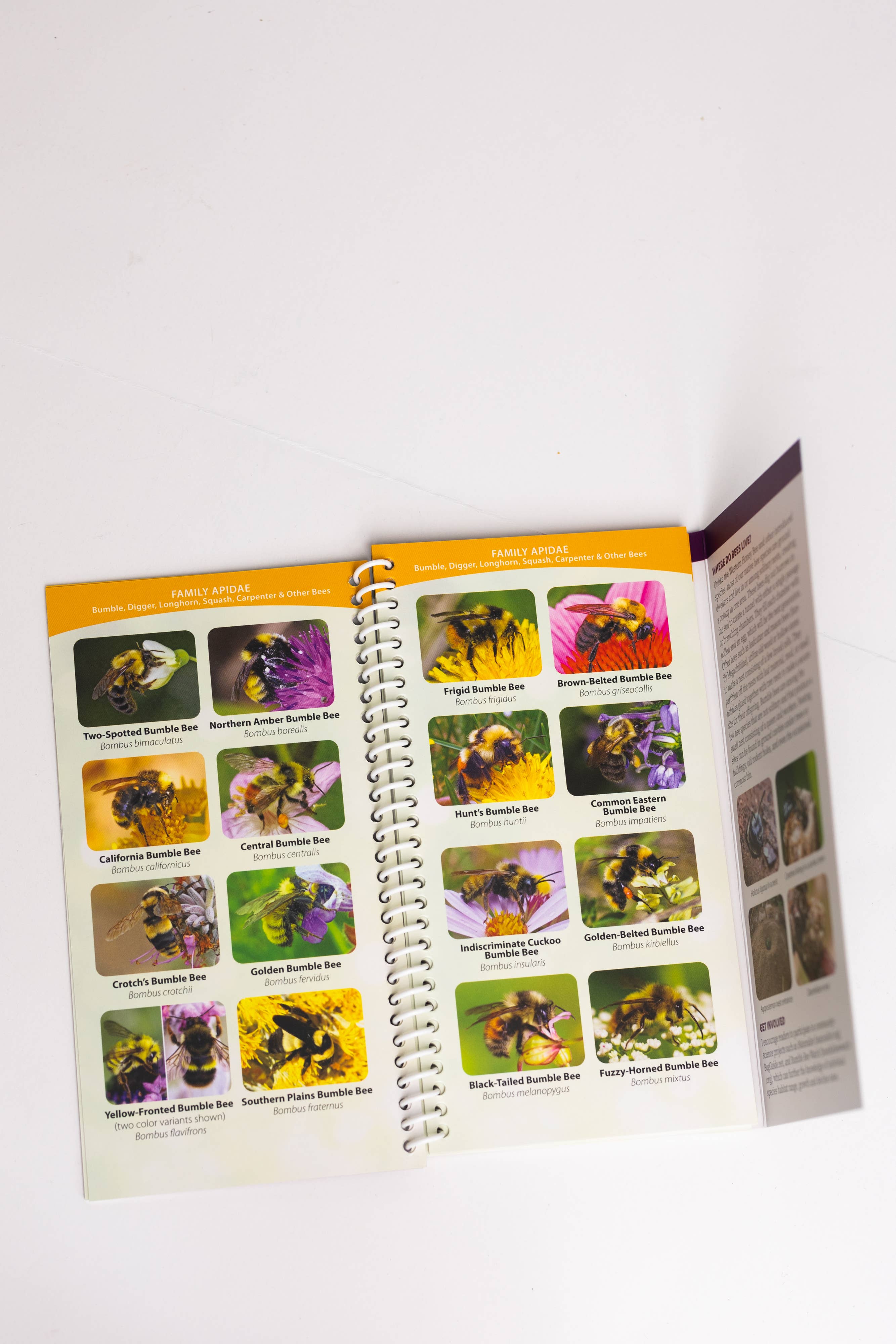 Common Native Bees of Western US Quick Guide