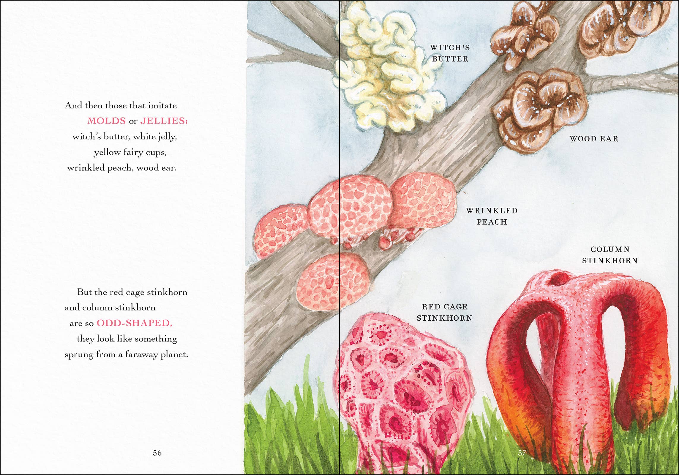 Wonder of Mushrooms