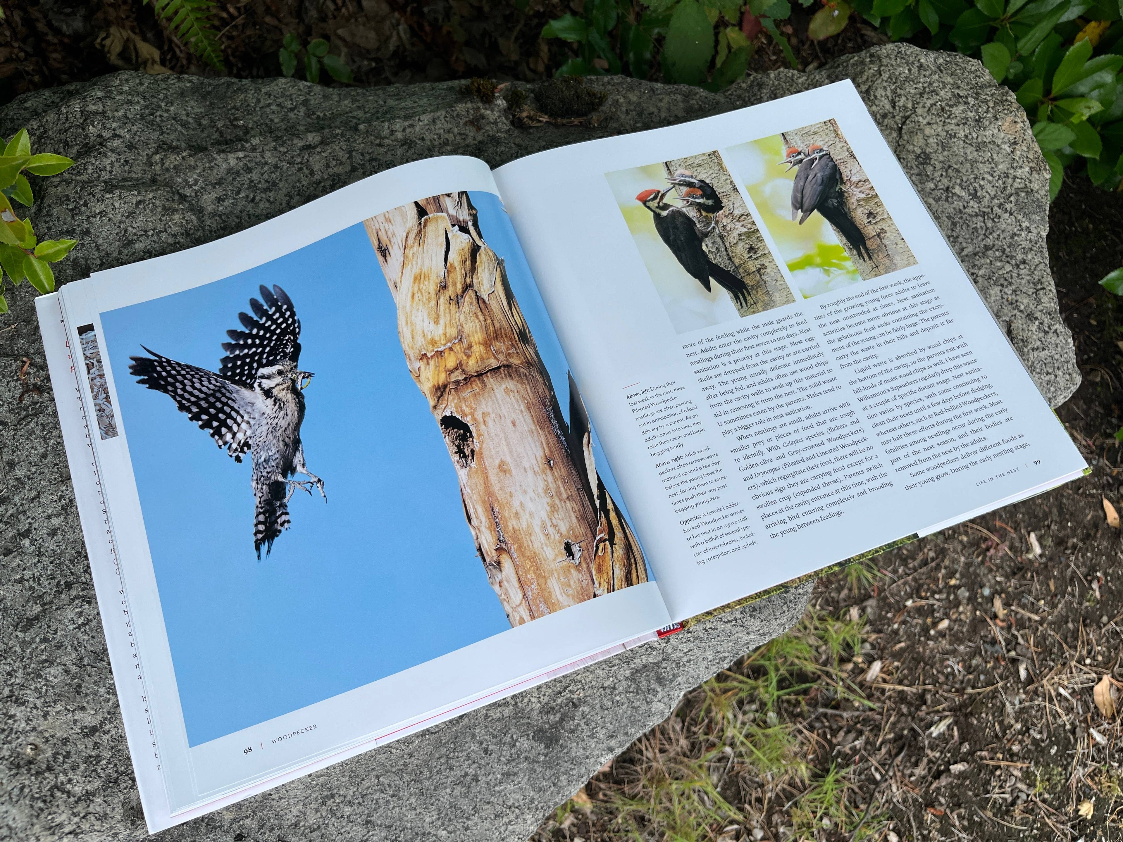 Woodpecker