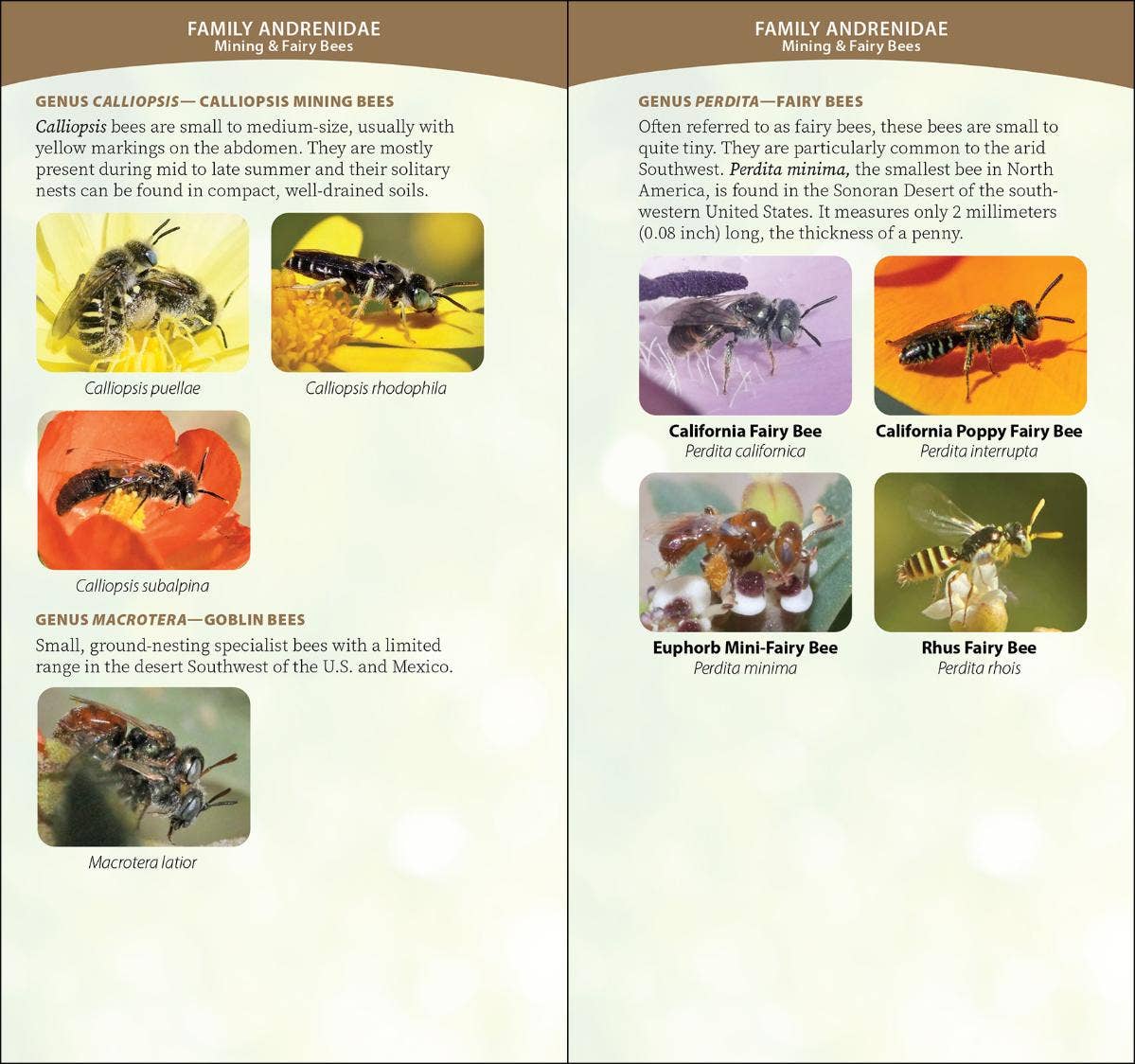 Common Native Bees of Western US Quick Guide
