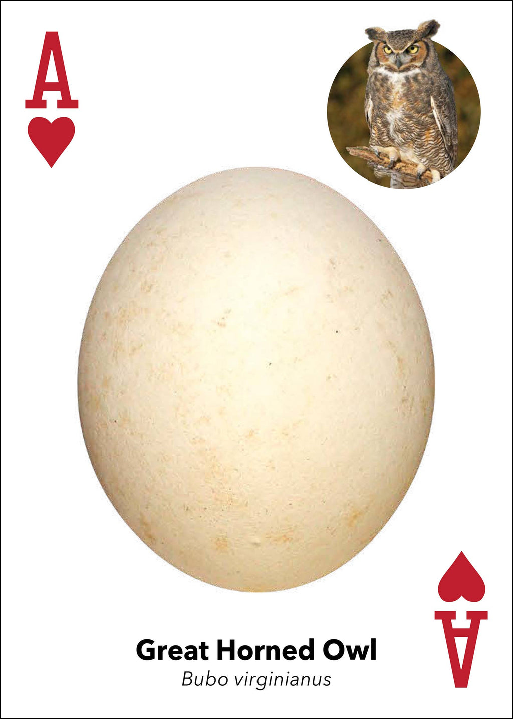 Bird Eggs Playing Cards