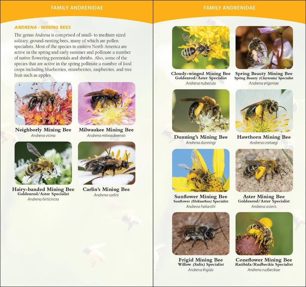 Common Native Bees of Eastern US Quick Guide
