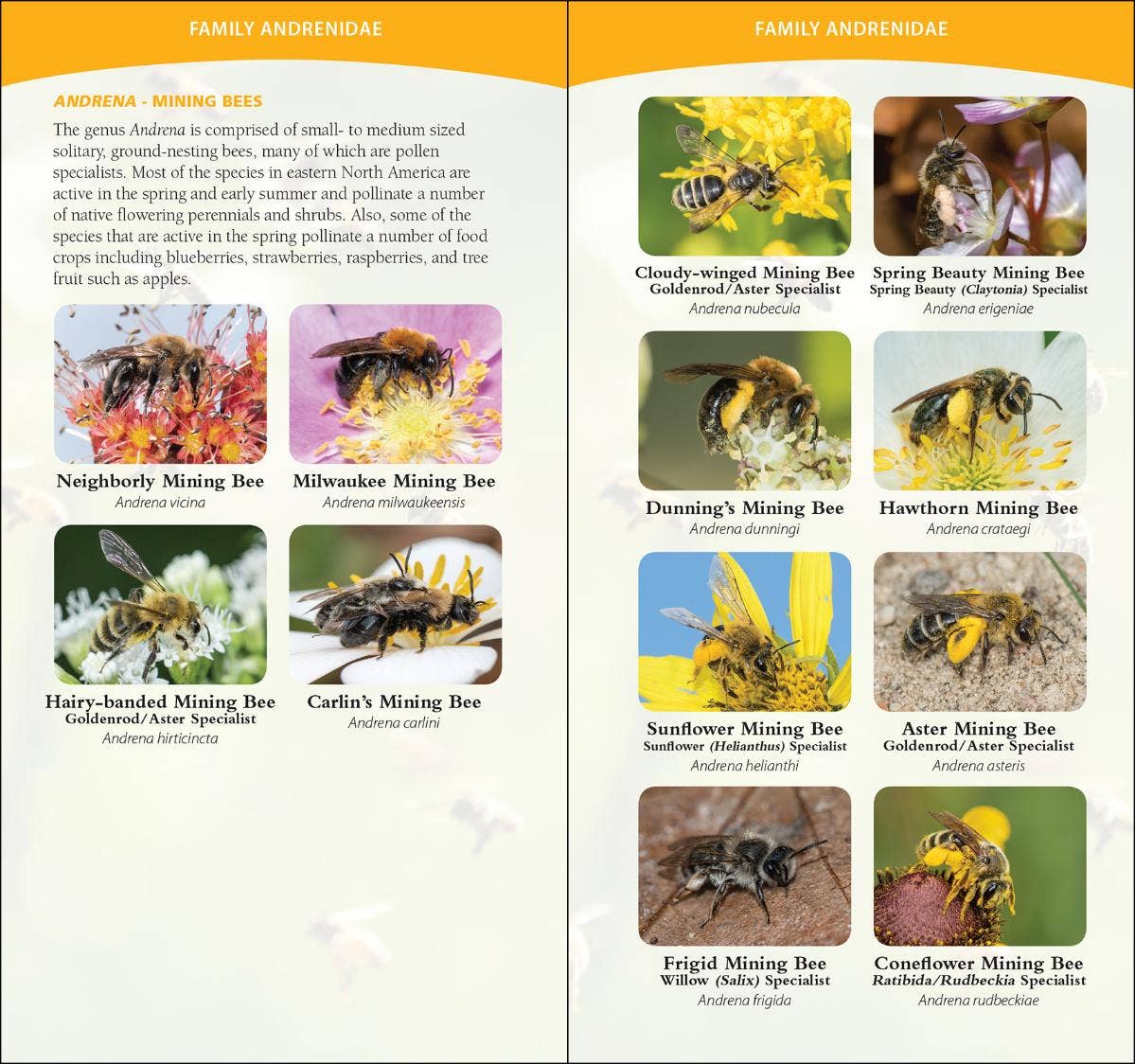 Common Native Bees of Eastern US Quick Guide