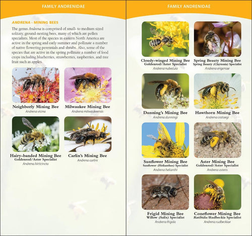 Common Native Bees of Eastern US Quick Guide