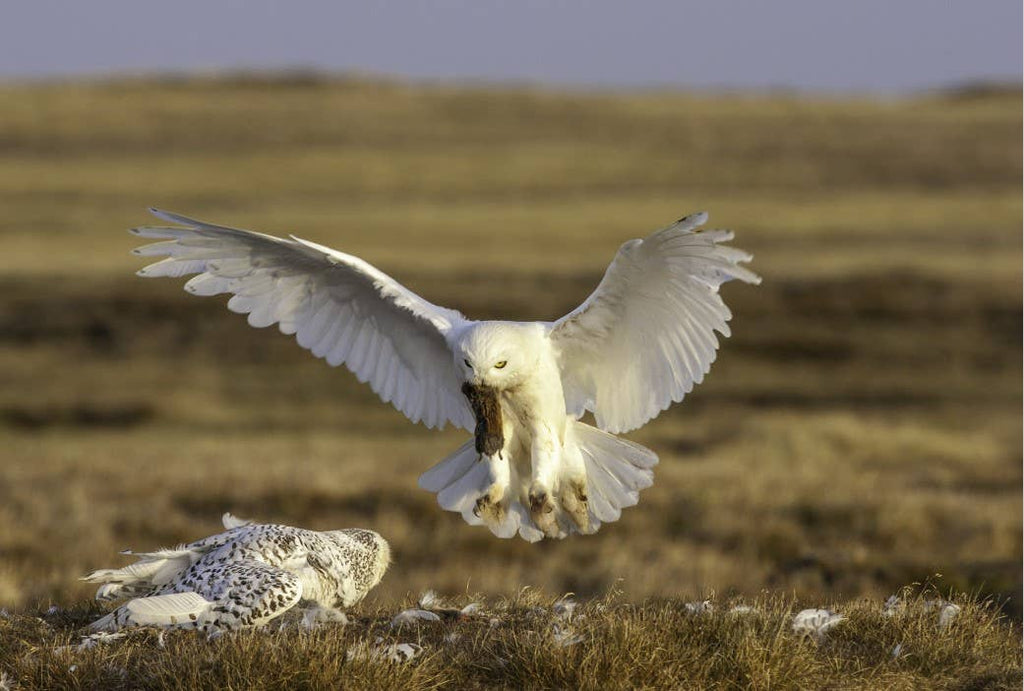 Owl: A Year in the Lives of North American Owls