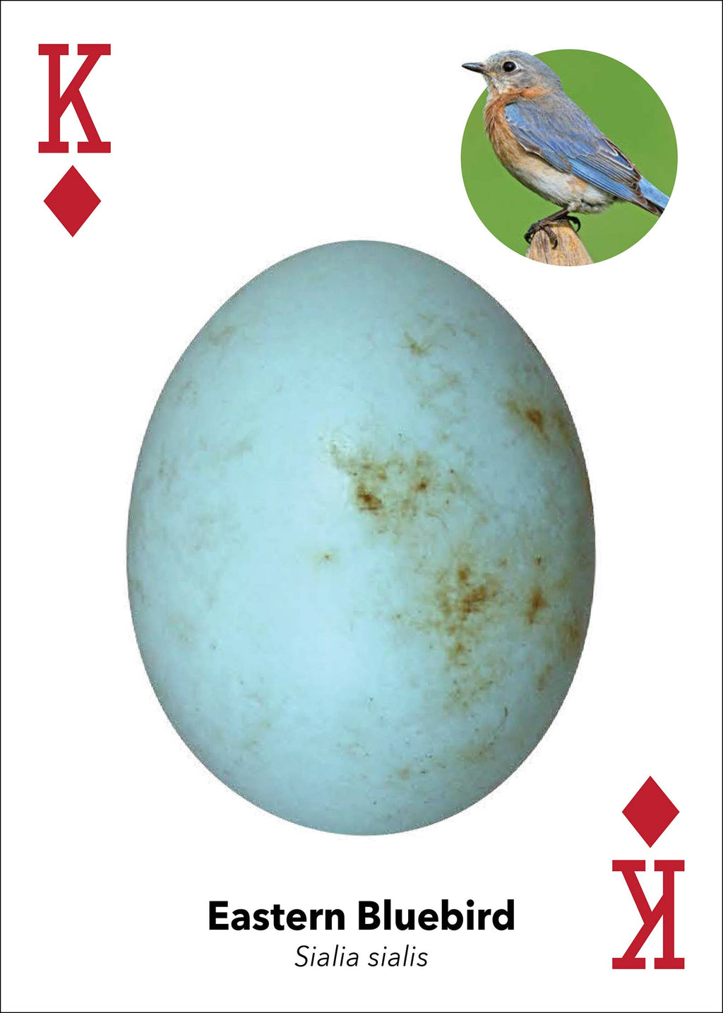 Bird Eggs Playing Cards