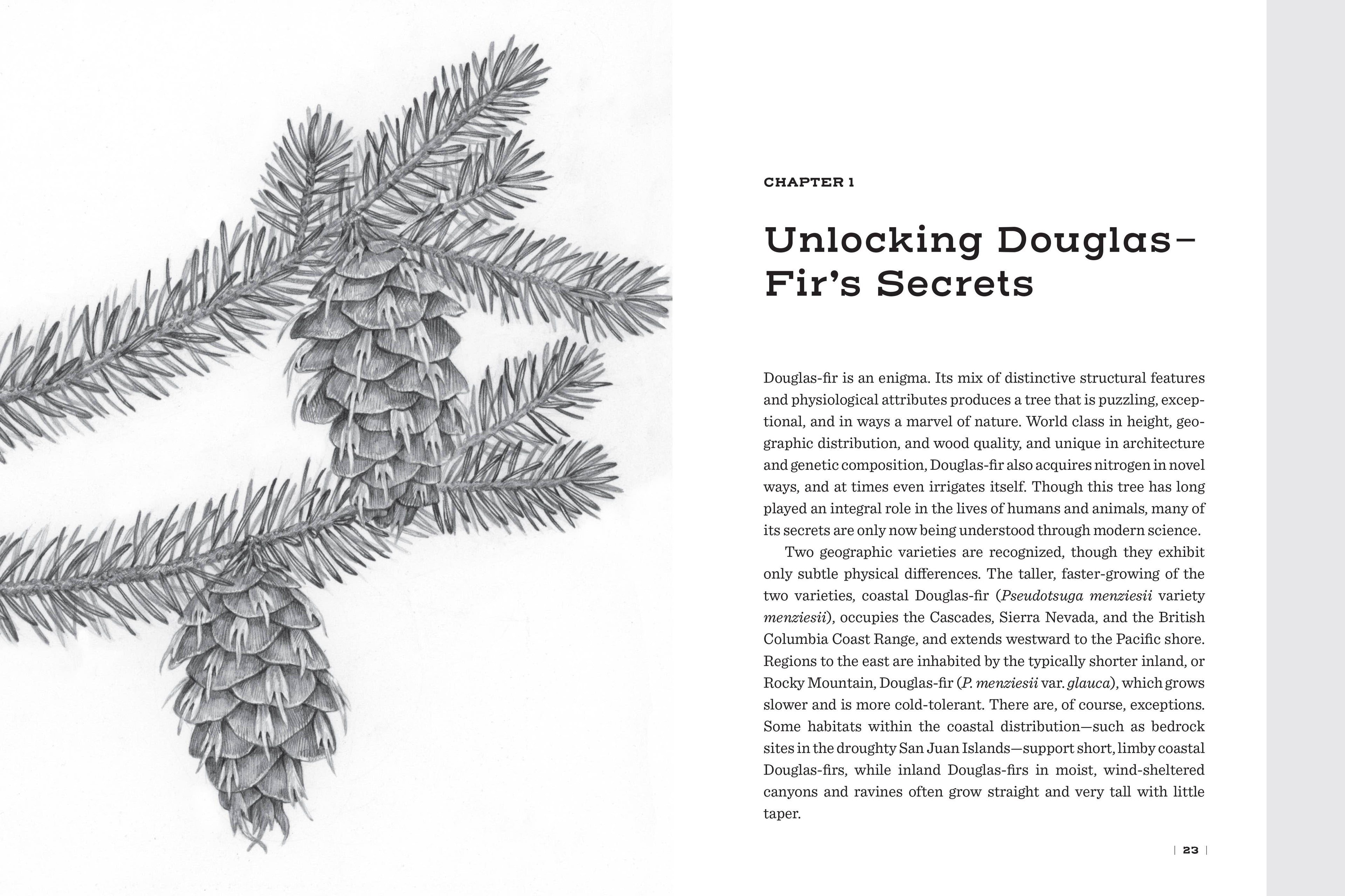 Douglas Fir: The Story of the West’s Most Remarkable Tree