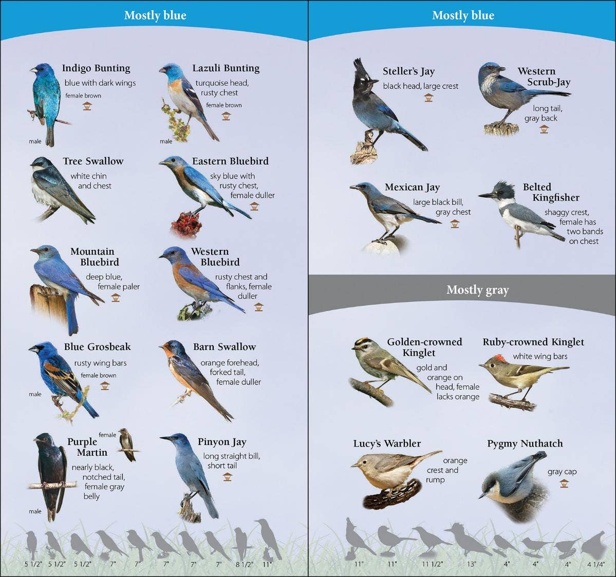 Birds of Southwest Quick Guide