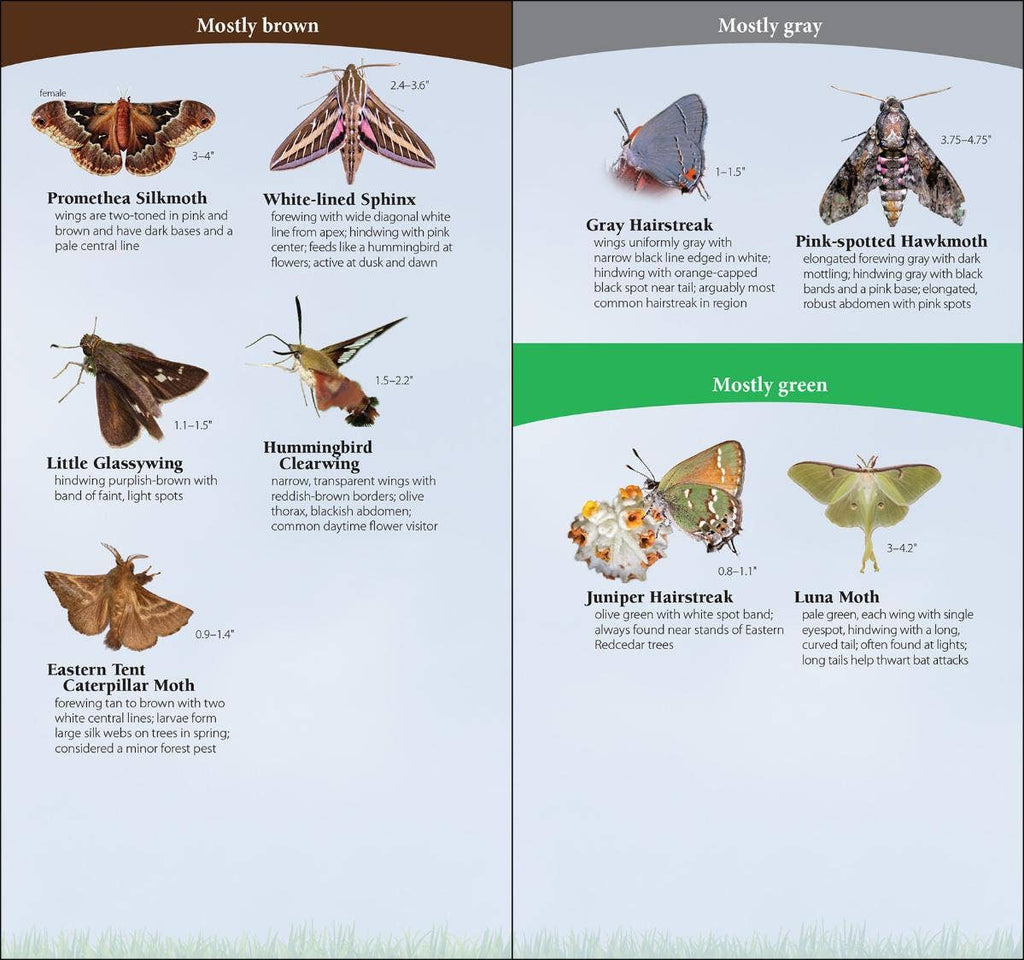 Butterflies of South & Southeast Quick Guide