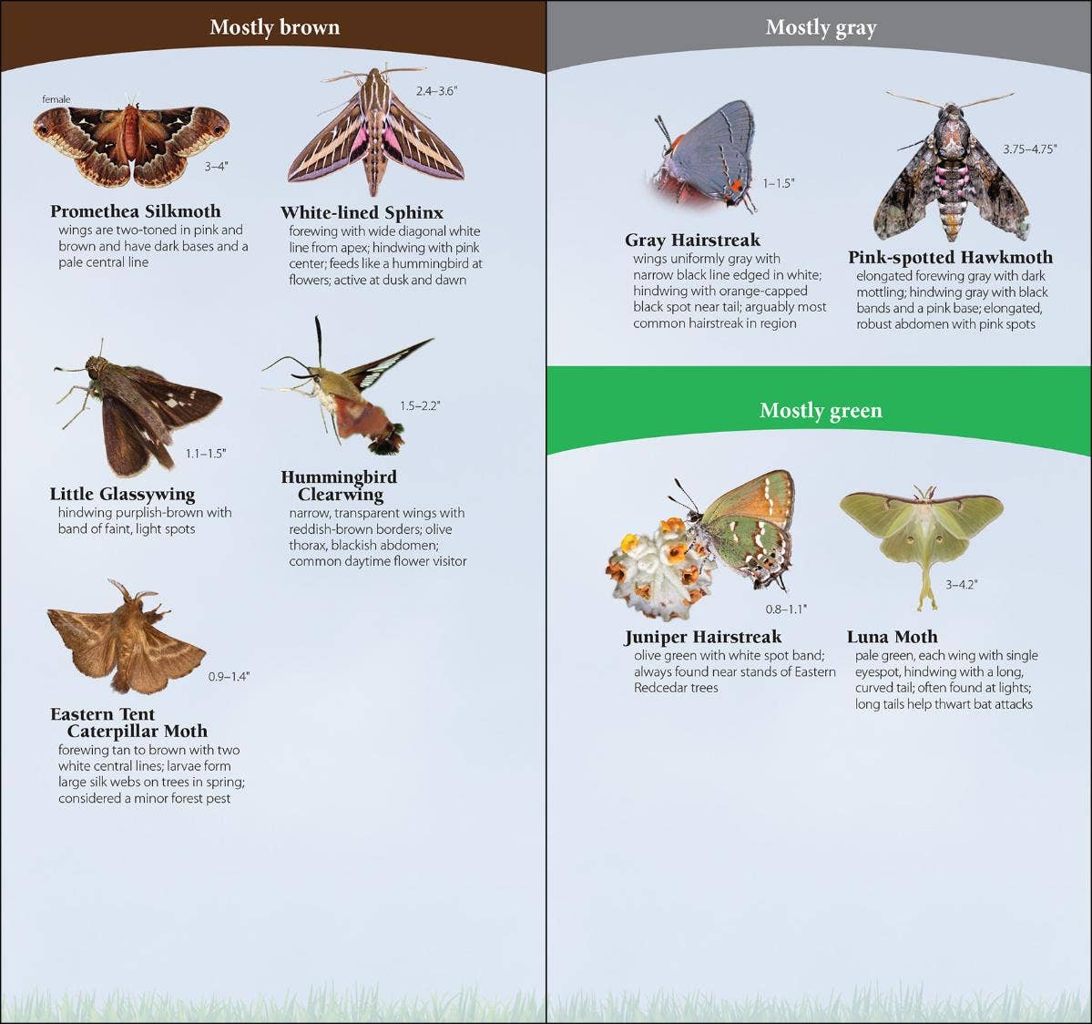 Butterflies of South & Southeast Quick Guide