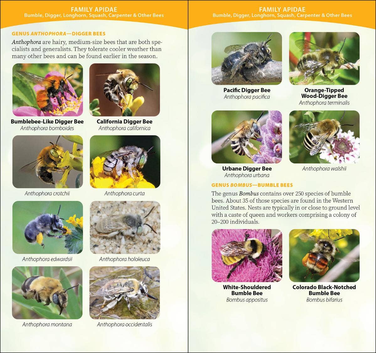 Common Native Bees of Western US Quick Guide