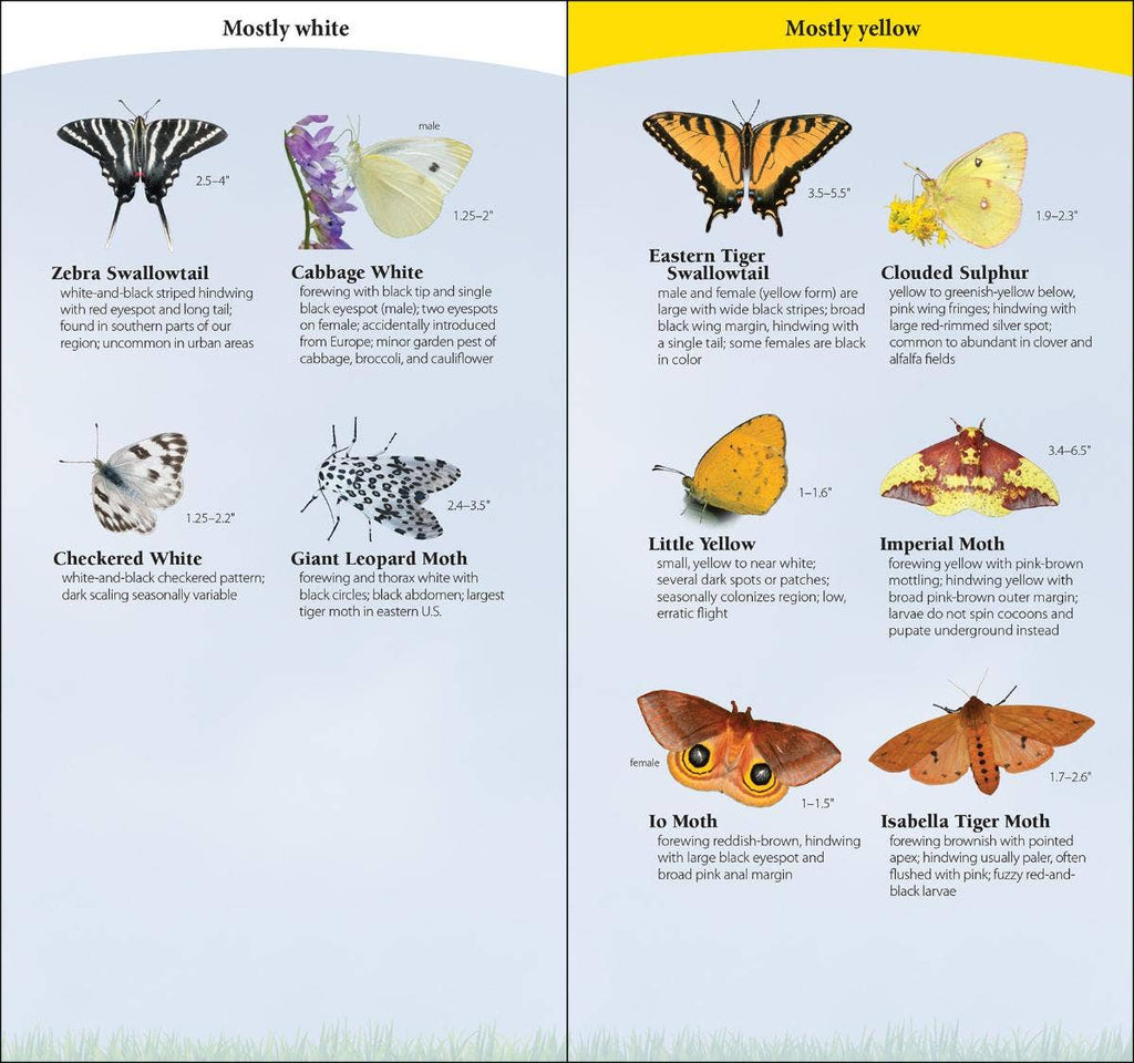 Butterflies of South & Southeast Quick Guide