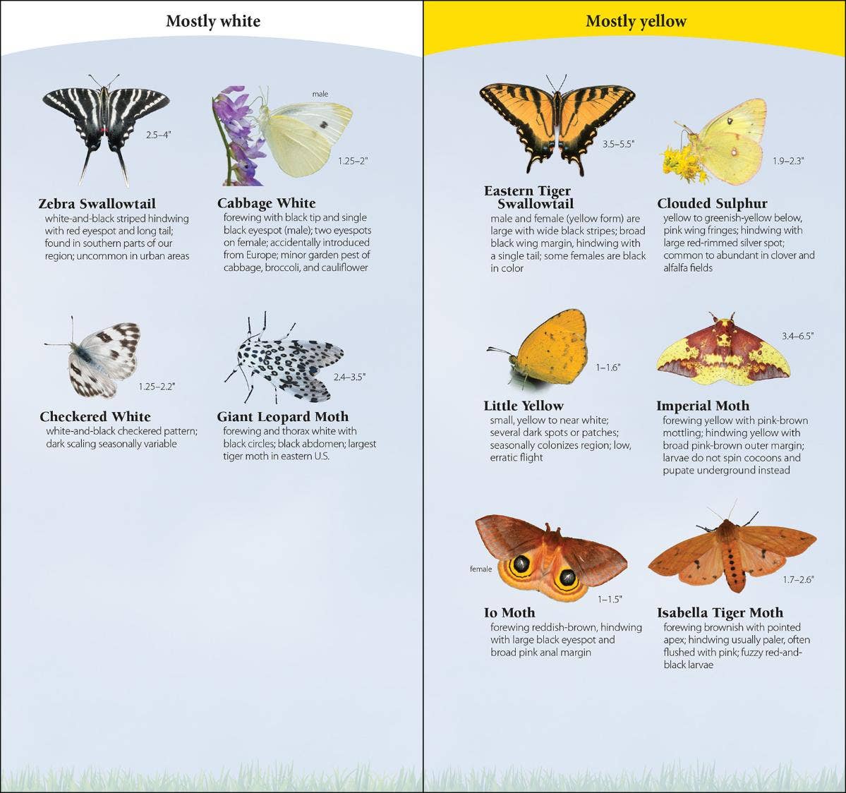 Butterflies of South & Southeast Quick Guide