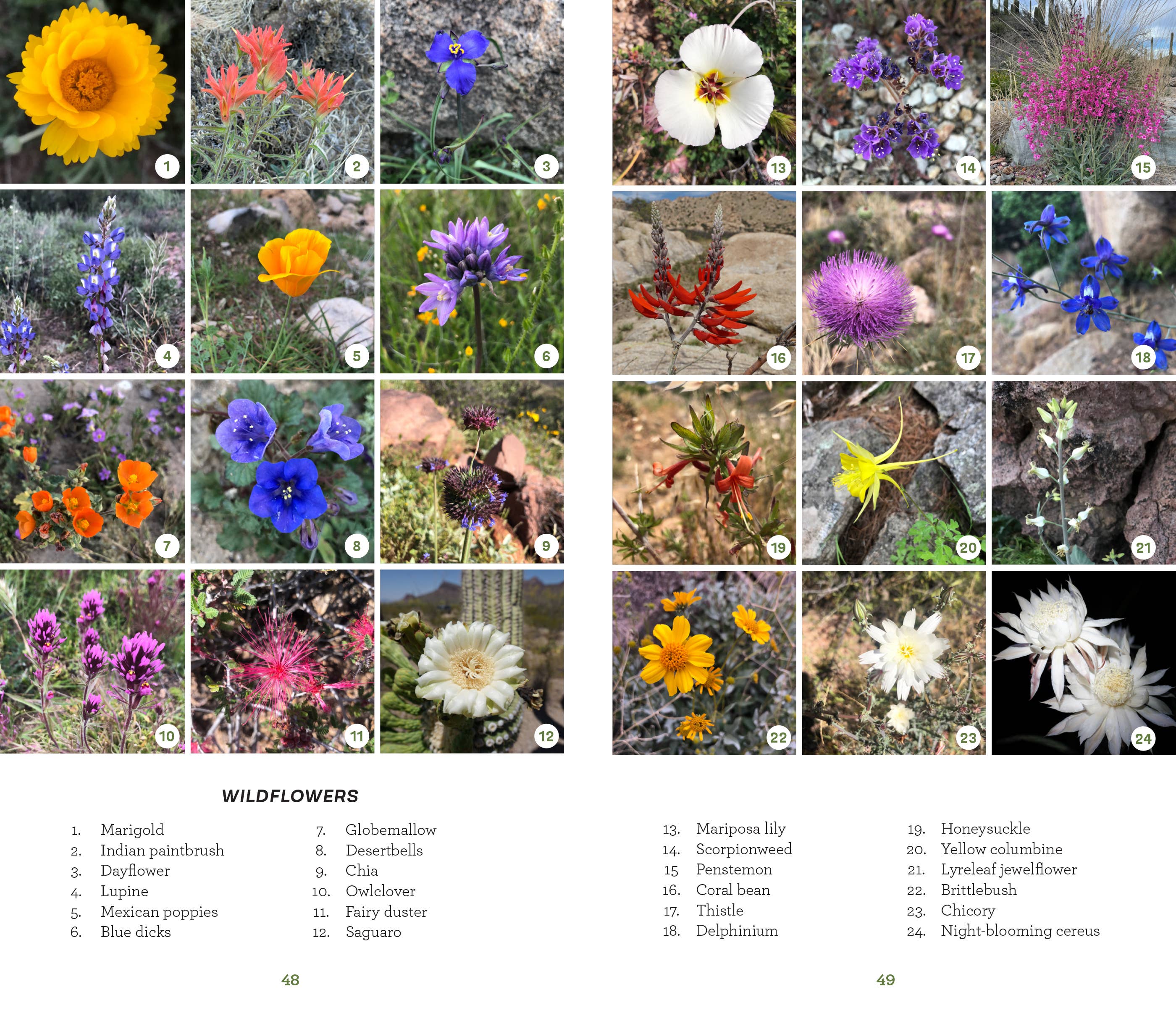 Urban Trails: Tucson