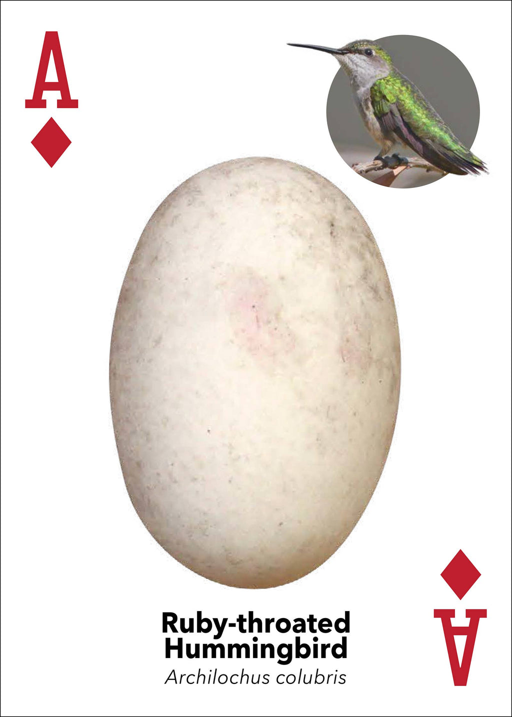 Bird Eggs Playing Cards