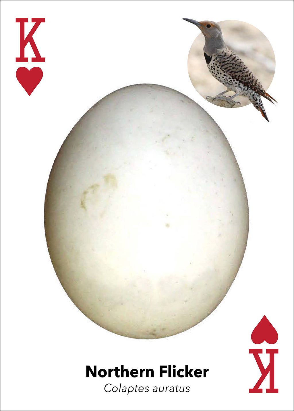 Bird Eggs Playing Cards