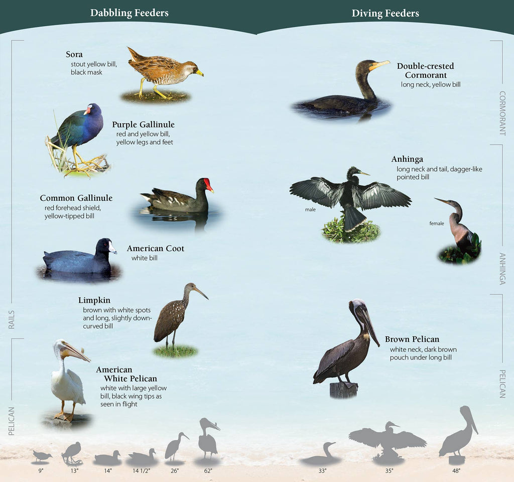 Shorebirds of Southeast & Gulf Quick Guide
