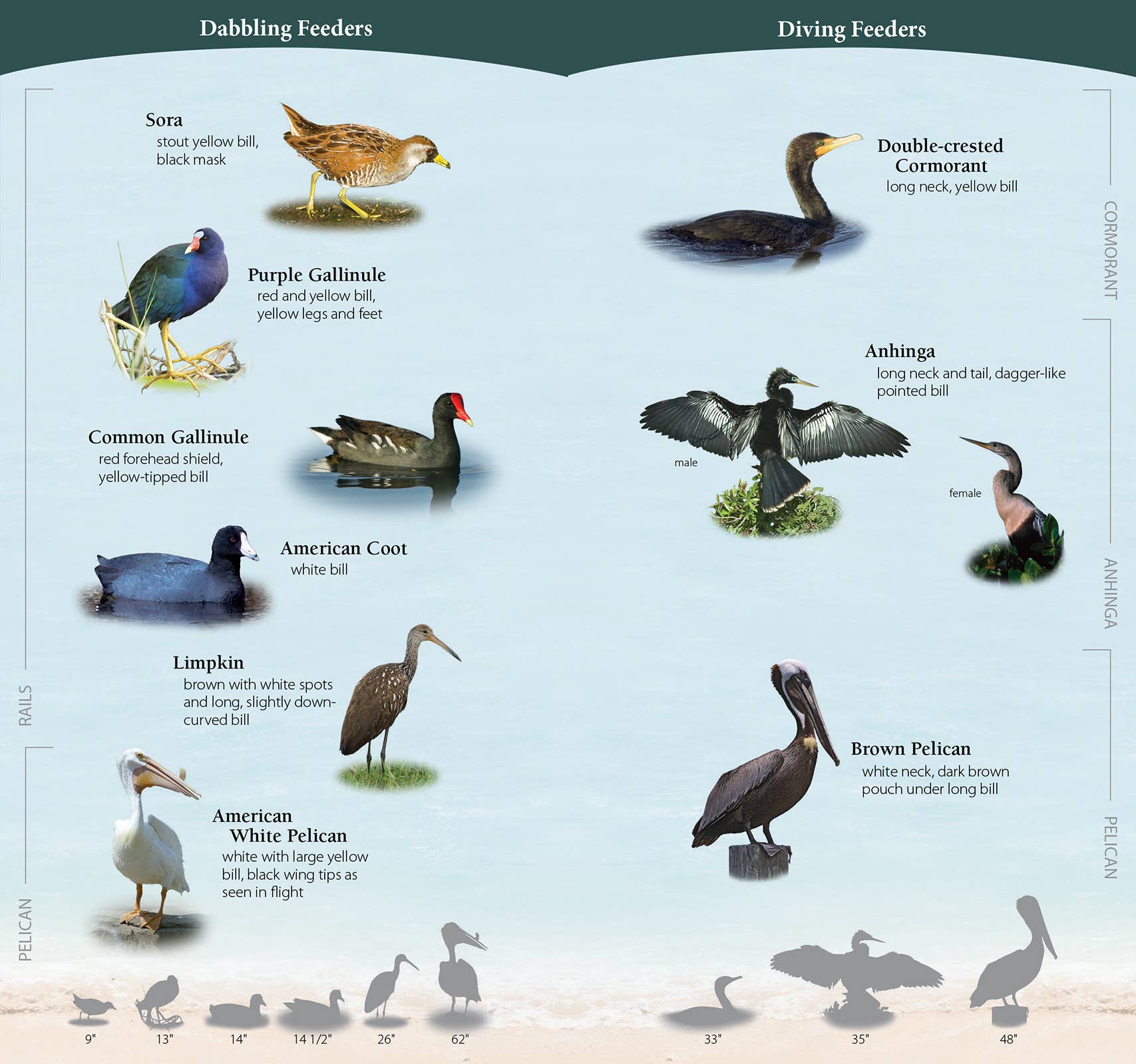 Shorebirds of Southeast & Gulf Quick Guide