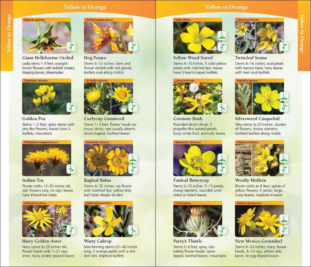 Wildflowers of Arizona and New Mexico Quick Guide