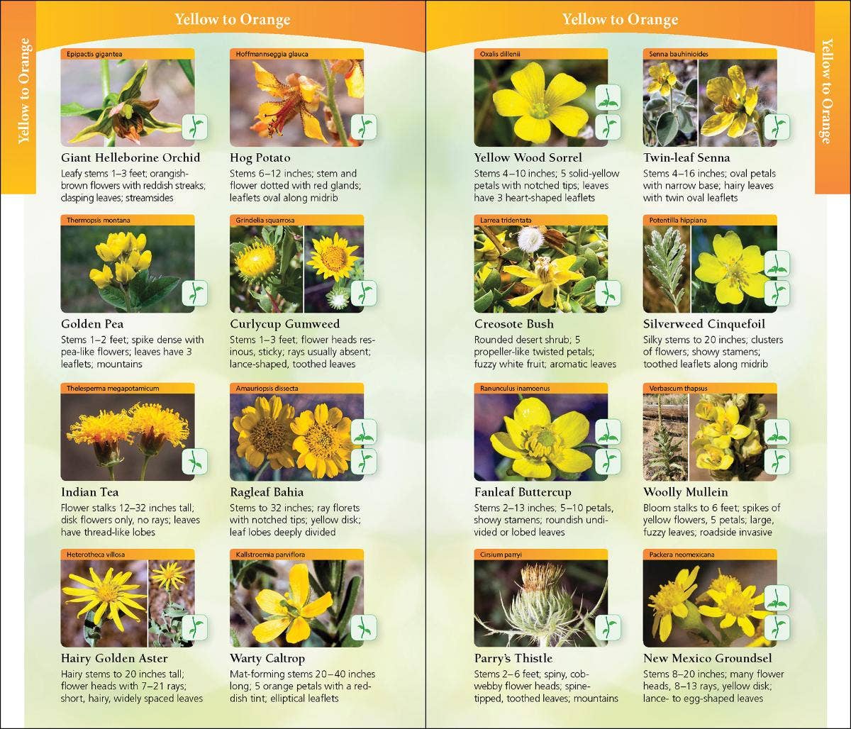 Wildflowers of Arizona and New Mexico Quick Guide