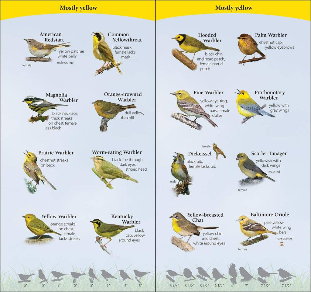 Birds of South Quick Guide