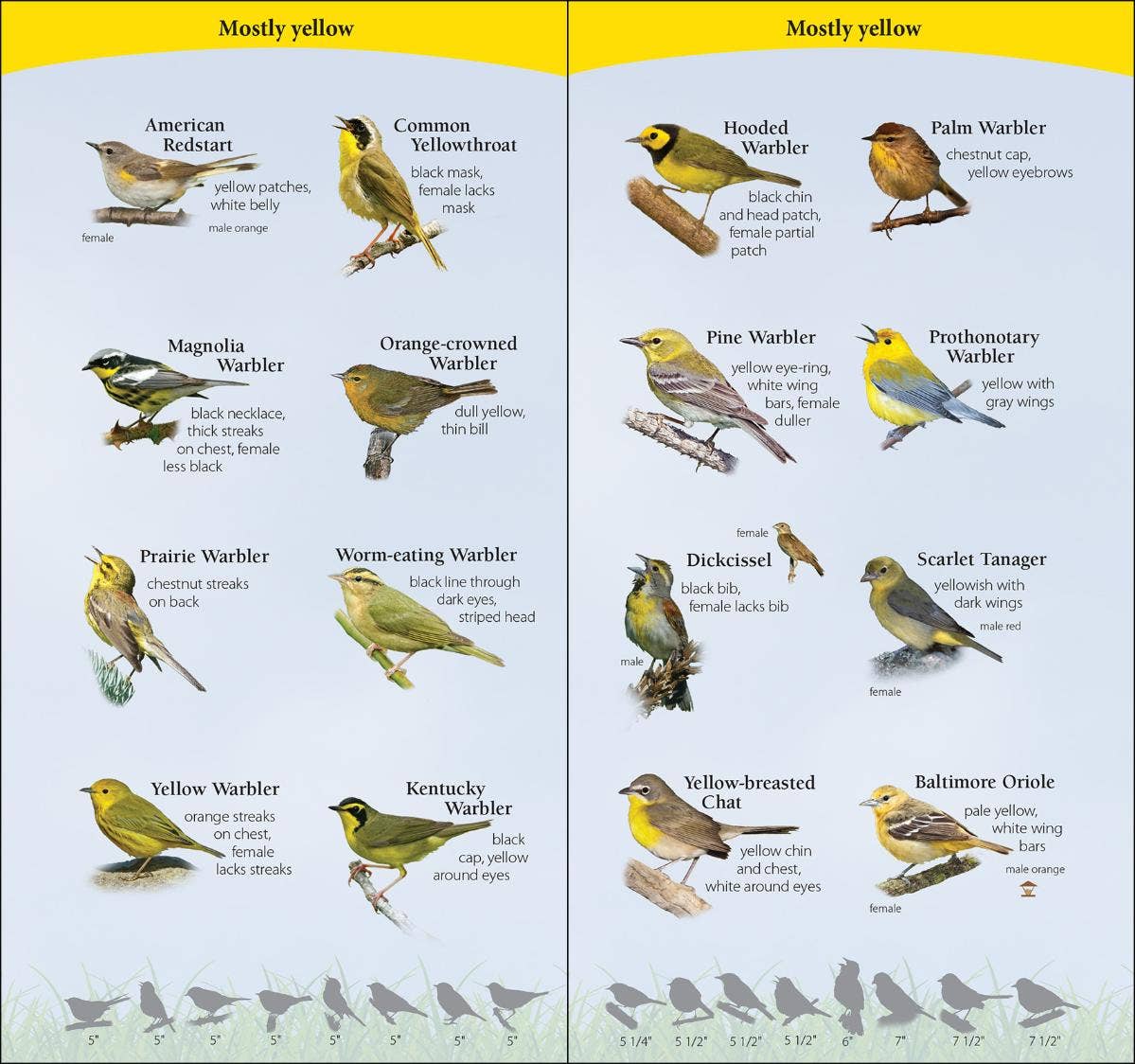 Birds of South Quick Guide