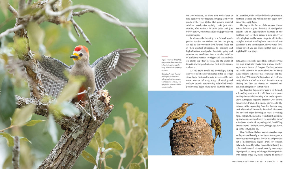 Woodpecker