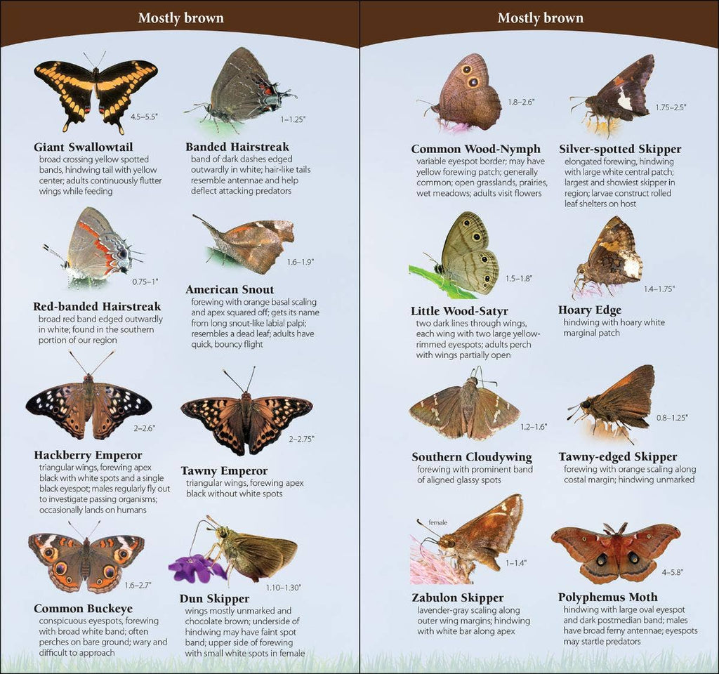 Butterflies of South & Southeast Quick Guide